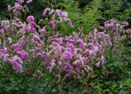 koreanischer-wiesenknopf-pink-brushes-m080305_w_1