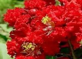 lagerstroemia-dynamite