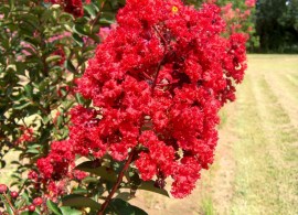 lagerstroemia-indica-red-rocket-crape-myrtle