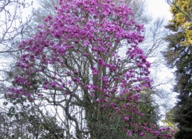 lanarth-71