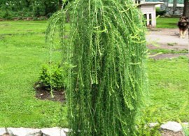 larix_decidua_puli-4