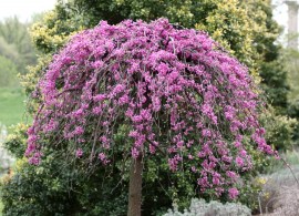 lavender-twist-weeping-redbud-cercis-canadensis7