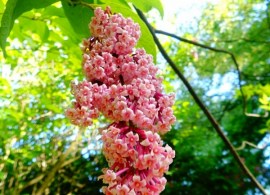 lilak-zwisajacy-syringa-reflexa-bez-sadzonka-p9-producent-inna