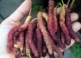 long_mulberry_hand_square_1200x1200