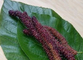 long_mulberry_leaf_square_530x@2x