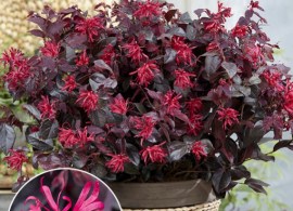 loropetalum-chang-nian-hong-ever-red