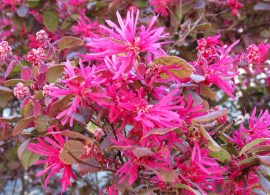 loropetalum-chinense-var-rubrum-fuchsia-pink-blossoms