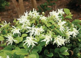 loropetalum-chinense-«snow-muffin»-loropetalum-kitajskij«snow-muffin»1