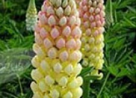 lupinus-«chameleon».-_1_98
