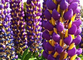 lupinus-«west-country-magic-lantern»