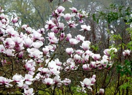 magnolia-athene-jury-hybrid-1024x768