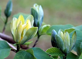 magnolia-blue-opal-114537