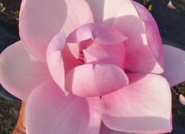 magnolia-brixton-belle-2-300x300