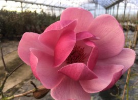 magnolia-brixton-belle-single-flower-scaled