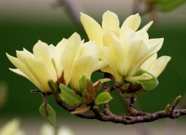 magnolia-brooklynensis-elizabeth