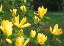magnolia-daphne1