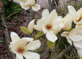 magnolia-elizabeth3