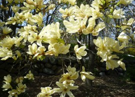 magnolia-elizabeth