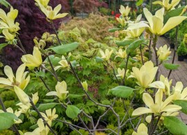 magnolia-golden-gift-