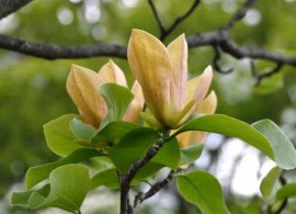 magnolia-judy-zuk-kolumnowa-o-zoltych-kwiatach-rodzaj-rosliny-magnolie-i-tulipanowce