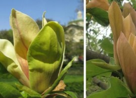 magnolia-judy-zuk-kolumnowa-o-zoltych-kwiatach-roslina-w-postaci-sadzonka-w-pojemniku-0-5-1l