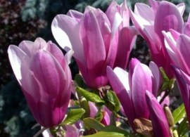 magnolia-liliflora-susan-2