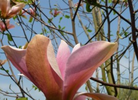 magnolia-peachy-orange-pink-800x800