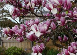 magnolia-soulangeana-flower