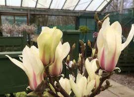 magnolia-sunrise-flowers-500x500