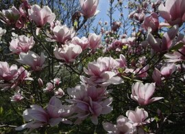 magnolia_aleksandrina_2_big