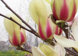 magnolia_denudata_sunrise_patio_standard_