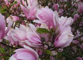 magnolia_gk_2_big