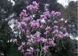 magnolia_soul._alexandrina_-2-
