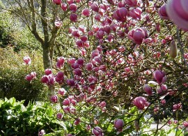 magnolia_x_soulangeana_lennei_(vlasak)