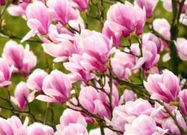 magnoliya-george-henry-kern