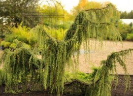 mozhzhevelnik_obyknovennyy_horstmann_pendula_3