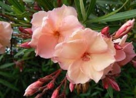 nerium-oleander-double-apricot-sjemenke-slika-30466877