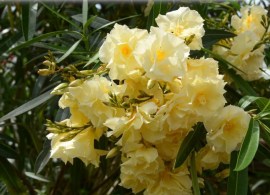 nerium-oleander-oleander-rosenlorbeer-gelb-gefuellt