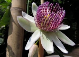 nigradenia