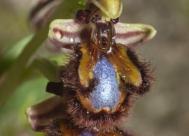 ophrys_speculum.13