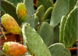 opuntia-robusta-feigenkaktus