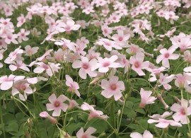 oxalis-crassipes-cherry-spritzer.i-12350.s-65805.r-1_1024x1024