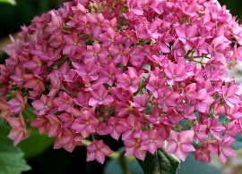 p7297114