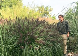 pennisetum-alopecuroides-_mouldry_