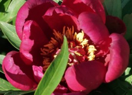 peony-cherry-flash