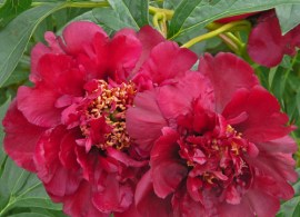 peony-german-medusa