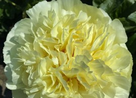 peony-philip-the-arab-586-2-1600x1600