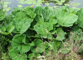 petasites-hybridus-855484_1280