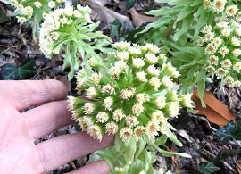 petasites-japonicus-purpureus-w-my-hand-close-640