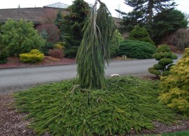 pic_abies_cobra_6